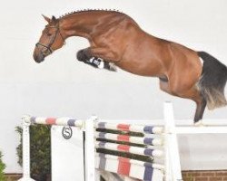 jumper No Limit van Thornesele (Belgian Warmblood, 2013, from Nonstop)