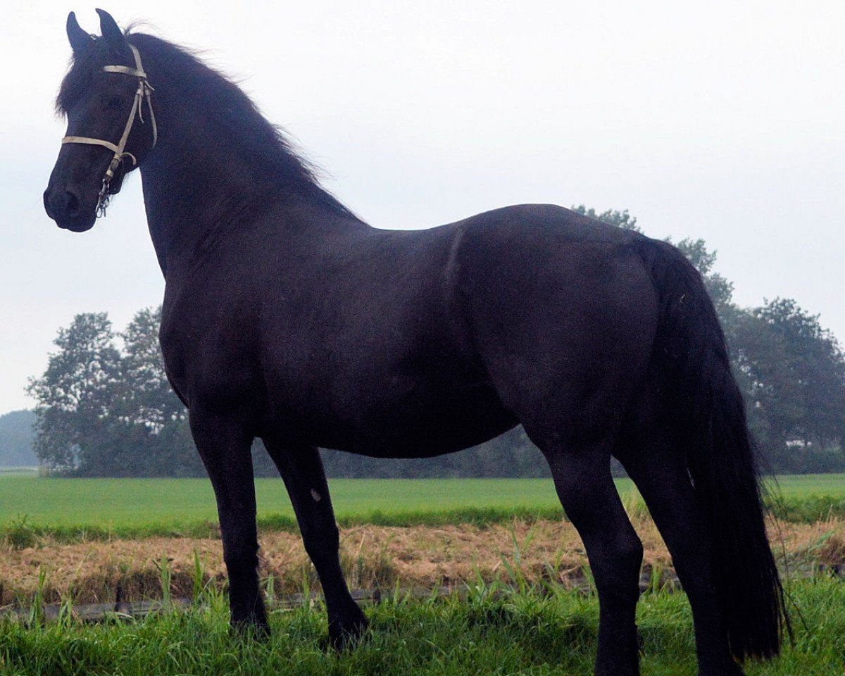 broodmare wietske (Friese, 2007)