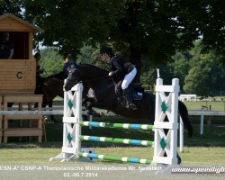 broodmare Joola (Austrian Warmblood, 2005, from Kaiserstern)