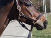 dressage horse Jerome 96 (Trakehner, 2009, from Herzensdieb)