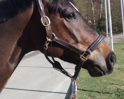 dressage horse Jerome 96 (Trakehner, 2009, from Herzensdieb)