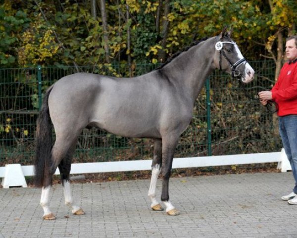stallion Valido's Grey Star G (German Riding Pony, 2013, from Valido)