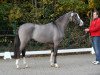 stallion Valido's Grey Star G (German Riding Pony, 2013, from Valido)