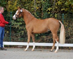 jumper Hengst von Paul SG / FS Don't Worry (German Riding Pony, 2013, from Paul SG)