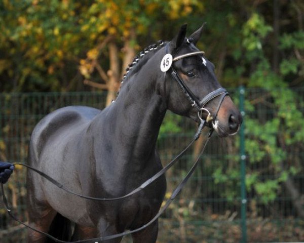 stallion Nagamol (German Riding Pony, 2013, from Nobel Nagano NRW)