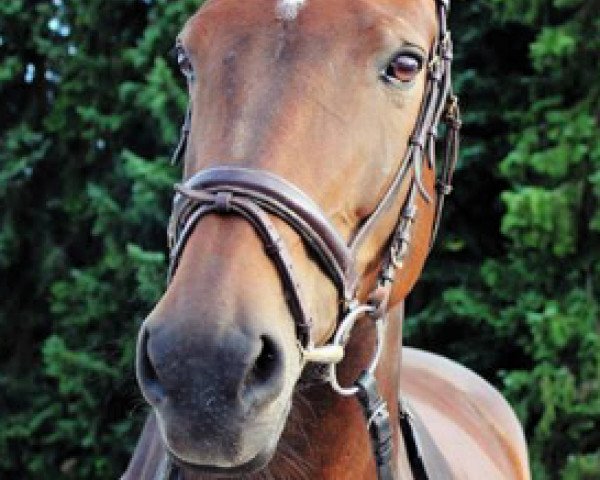 Springpferd Liberty Loop (Oldenburger, 2002, von Looping)