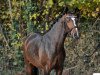 horse Golden Soul 2 (German Riding Pony, 2013, from Golden State 2)