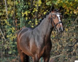 Dressurpferd Golden Soul 2 (Deutsches Reitpony, 2013, von Golden State 2)