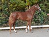 Dressurpferd Dior Addict (Deutsches Reitpony, 2013, von Dreidimensional AT NRW)