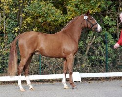 dressage horse Dawinschi 2 (Westphalian, 2013, from FS Don't Worry)