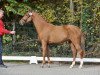 Deckhengst Gd Dionigi (Deutsches Reitpony, 2013, von Dimension AT NRW)