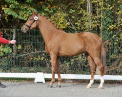 Deckhengst Gd Dionigi (Deutsches Reitpony, 2013, von Dimension AT NRW)