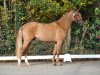 dressage horse Baumann's Dexter (German Riding Pony, 2013, from Dimension AT NRW)