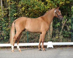 dressage horse Baumann's Dexter (German Riding Pony, 2013, from Dimension AT NRW)