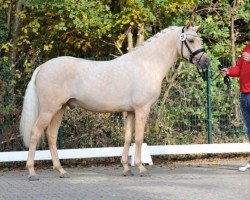 stallion Delorean 3 (German Riding Pony, 2013, from Dimension AT NRW)