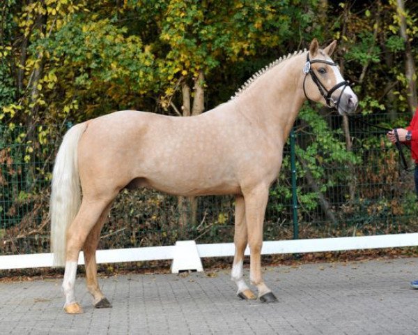 stallion Diamond Blue (German Riding Pony, 2013, from FS Daddy Cool)