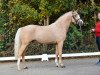 stallion Diamond Blue (German Riding Pony, 2013, from FS Daddy Cool)