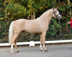 dressage horse Diamond Blue (Deutsches Reitpony, 2013, from FS Daddy Cool)