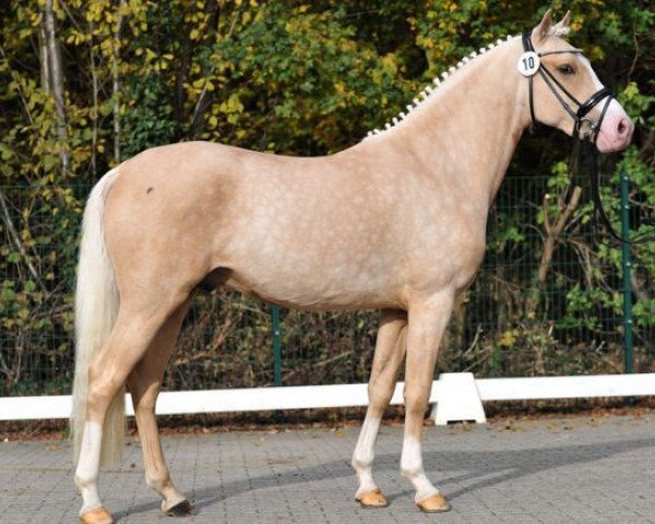 dressage horse Cognac J (German Riding Pony, 2013, from Can Dance 3)