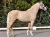 dressage horse Cognac J (German Riding Pony, 2013, from Can Dance 3)