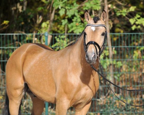 dressage horse A Candyman 2 (German Riding Pony, 2013, from A new Star)