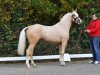 stallion Hesselteichs Golden Angel (German Riding Pony, 2013, from A Gorgeous)