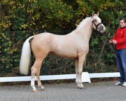 stallion Hesselteichs Golden Angel (German Riding Pony, 2013, from A Gorgeous)