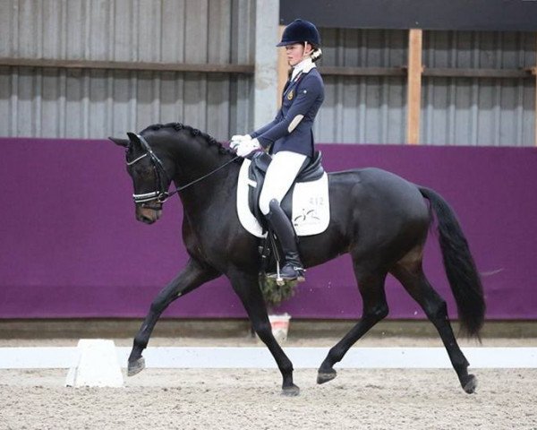 dressage horse First Diamond N (Belgian Warmblood, 2011, from Fürstenball)