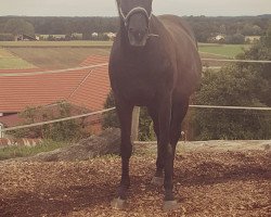 horse Baltic (Czech Warmblood, 2002, from Ballast)