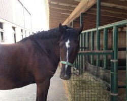 dressage horse Balvaro SB (Oldenburg, 2010, from Black Jack 175)