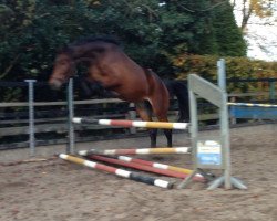 jumper Bruno (German Warmblood, 2011, from Berlin)