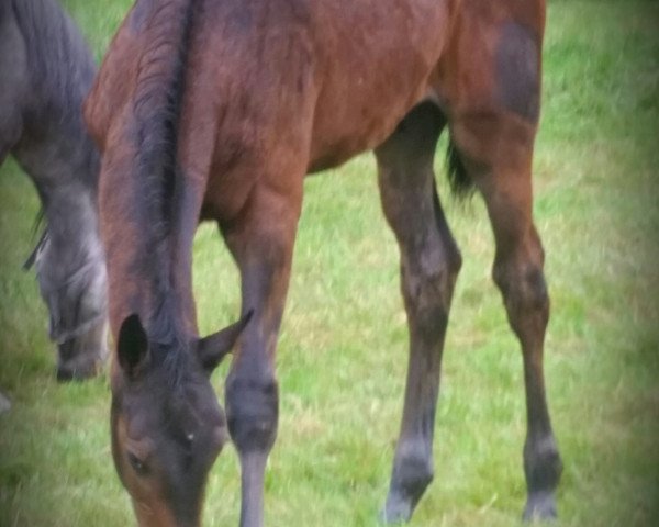 dressage horse S'Cado (Westphalian, 2015, from Sir Hayfield)