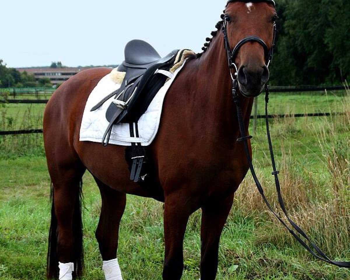 dressage horse Lunatic W (Rhinelander, 2009, from Lord Loxley I)