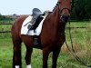 dressage horse Lunatic W (Rhinelander, 2009, from Lord Loxley I)