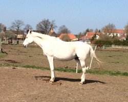 Zuchtstute Sheera (Shagya-Araber, 1990, von Saltano)