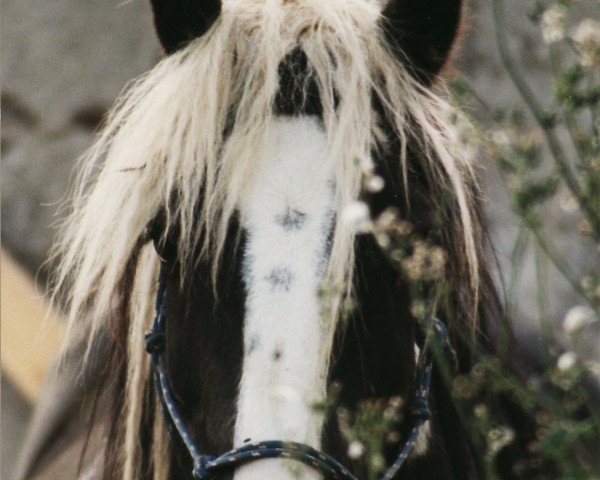 Zuchtstute Touch of Liberty (Tinker / Irish Cob / Gypsy Vanner, 1994)