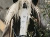 Zuchtstute Touch of Liberty (Tinker / Irish Cob / Gypsy Vanner, 1994)