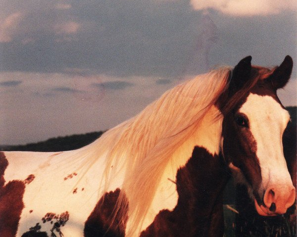 Zuchtstute Candy (Tinker / Irish Cob / Gypsy Vanner, 1990)