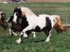 Zuchtstute Nanny (Tinker / Irish Cob / Gypsy Vanner, 1998)