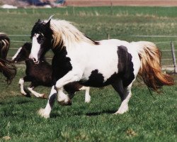 Zuchtstute Nanny (Tinker / Irish Cob / Gypsy Vanner, 1998)