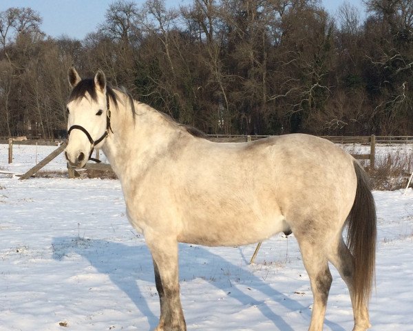 horse Shagal (Arab half breed / Partbred, 2004, from Luxelot)