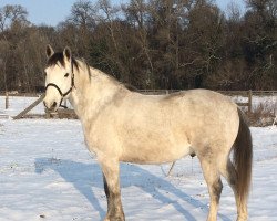 horse Shagal (Arab half breed / Partbred, 2004, from Luxelot)