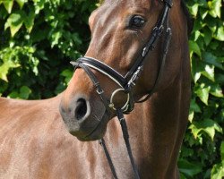 dressage horse Synphonie 20 (Zweibrücken, 2004, from Show Star)