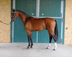 jumper Lio 10 (Oldenburg show jumper, 2013, from Lyjanero)