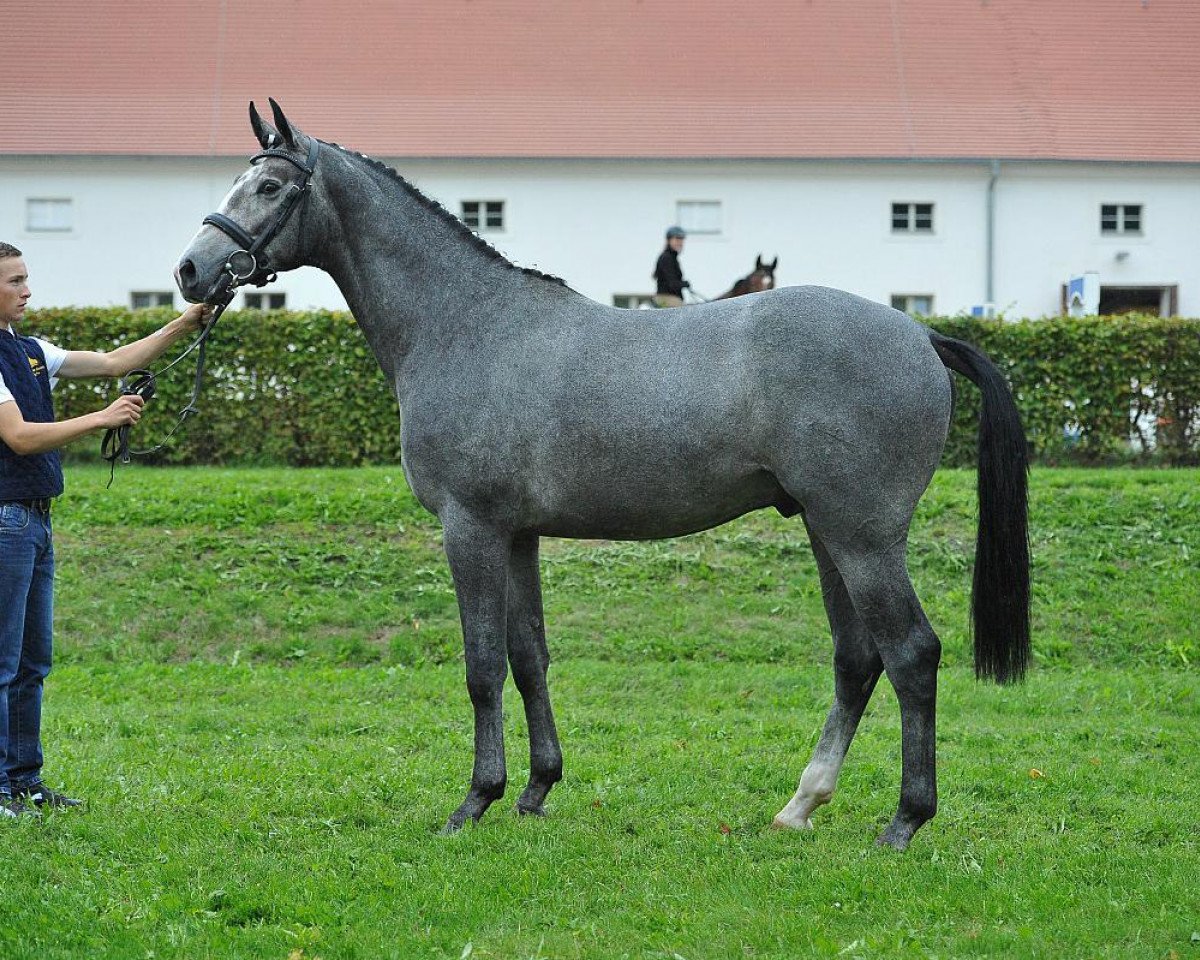 stallion DSP Call Me Crazy (German Sport Horse, 2013, from Chacco Me Biolley)