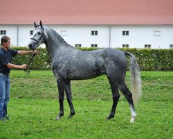 Springpferd Lennox Lewis 20 (Deutsches Sportpferd, 2012, von Levisonn 208 FIN)