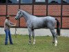 stallion Cellman (German Sport Horse, 2013, from Cellestial)