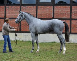 stallion Cellman (German Sport Horse, 2013, from Cellestial)