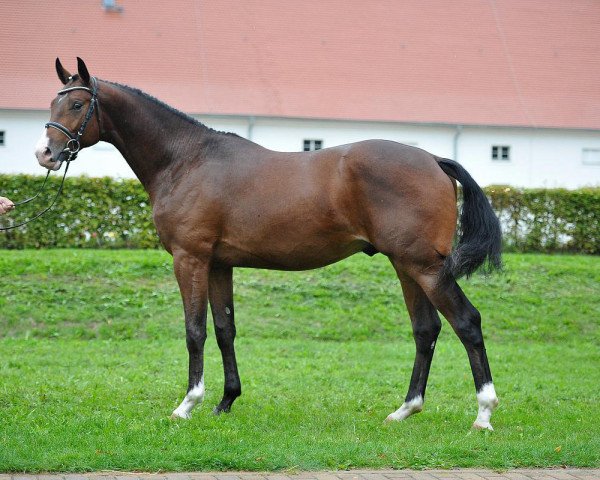 stallion Camacho 8 (German Sport Horse, 2013, from Chacco Me Biolley)