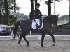 dressage horse Gustavsson S (Alt-Oldenburger / Ostfriesen, 2010, from Gregor)